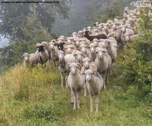 пазл Стадо овец